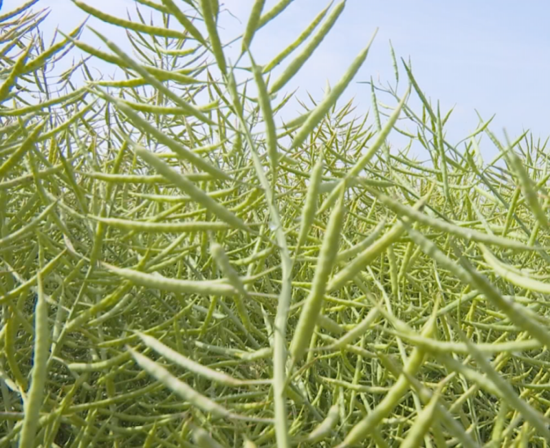 大秦油888杂交甘蓝型油菜种子高产抗病抗倒耐寒油菜籽