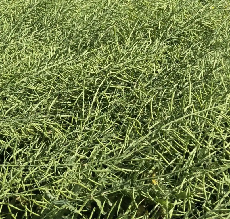 大秦油888杂交甘蓝型油菜种子高产抗病抗倒耐寒油菜籽