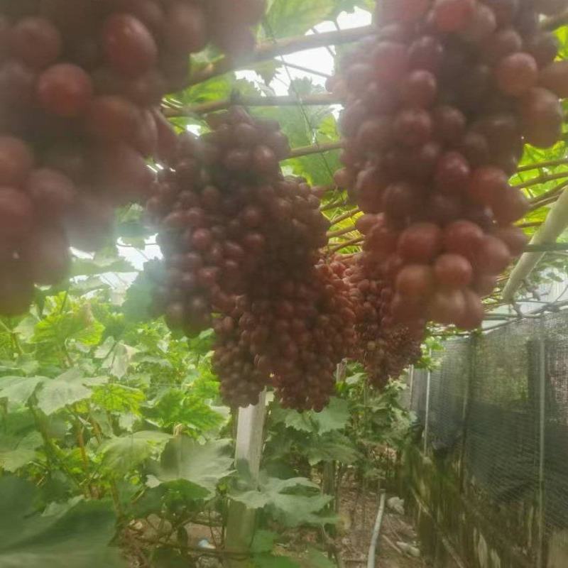 克伦生葡萄口感好颗粒大