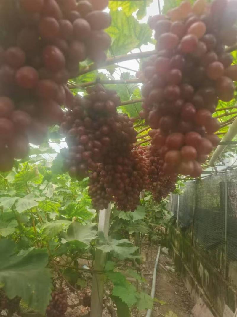克伦生葡萄口感好颗粒大