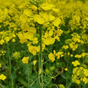 黄金油1号黄籽油菜种子芥菜类常规种早熟高产高油抗裂荚