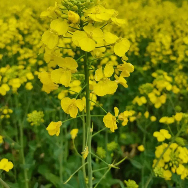 黄金油1号黄籽油菜种子芥菜类常规种早熟高产高油抗裂荚