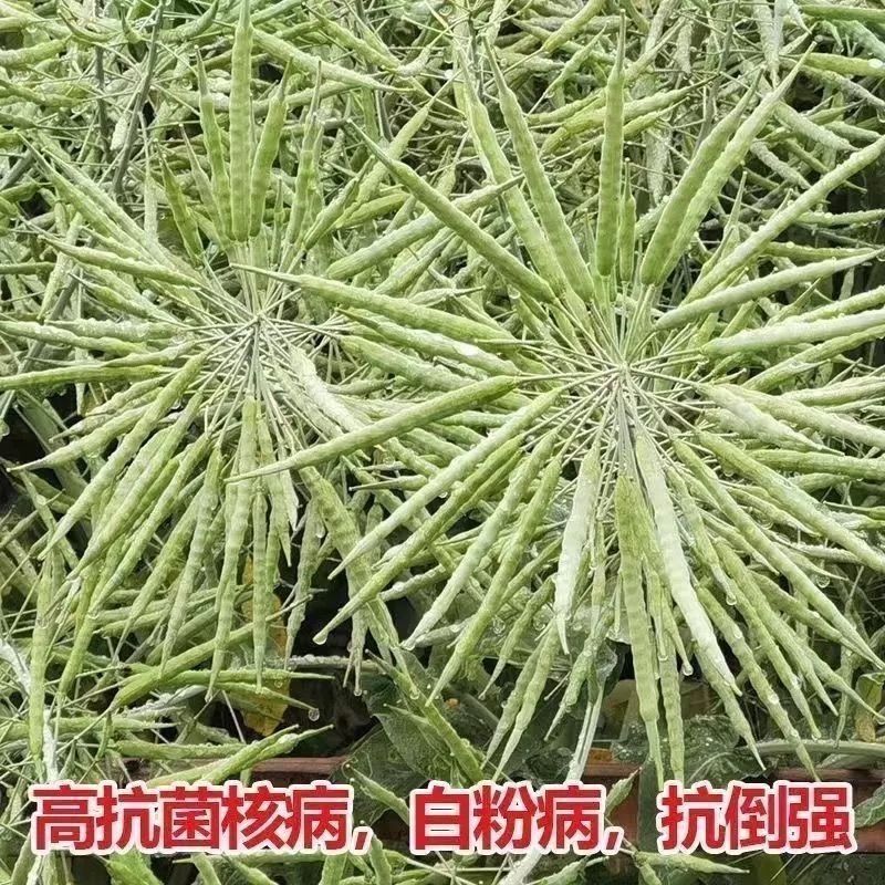 黄金油1号黄籽油菜种子芥菜类常规种早熟高产高油抗裂荚