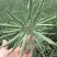 黄金油1号黄籽油菜种子芥菜类常规种早熟高产高油抗裂荚