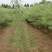 黄金油1号黄籽油菜种子芥菜类常规种早熟高产高油抗裂荚