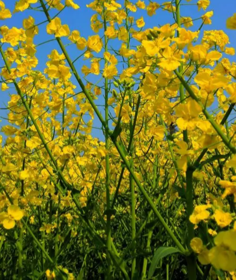 黄金油1号黄籽油菜种子芥菜类常规种早熟高产高油抗裂荚