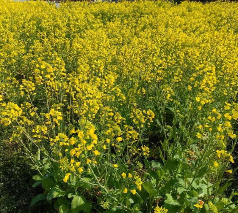 黄金油1号黄籽油菜种子芥菜类常规种早熟高产高油抗裂荚