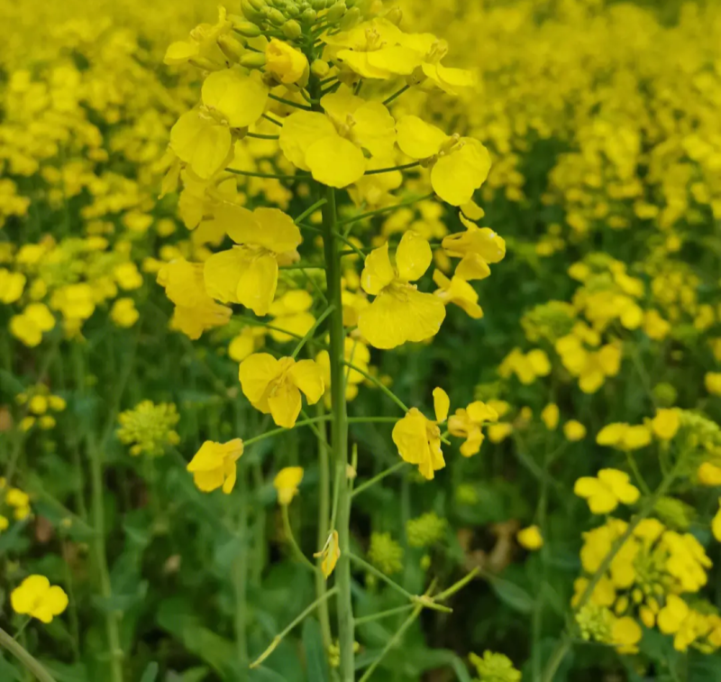 黄金油1号黄籽油菜种子芥菜类常规种早熟高产高油抗裂荚