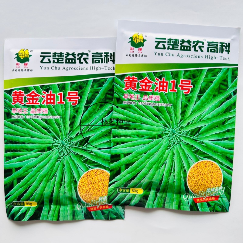 黄金油1号黄籽油菜种子芥菜类常规种早熟高产高油抗裂荚