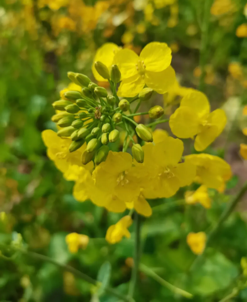 黄金油1号黄籽油菜种子芥菜类常规种早熟高产高油抗裂荚