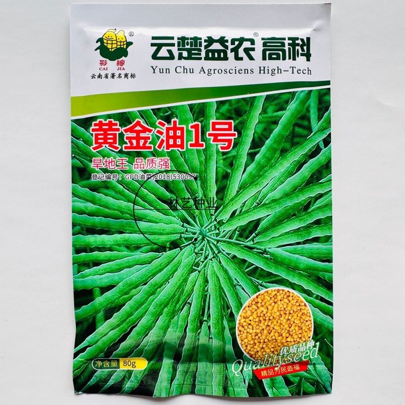 黄金油1号黄籽油菜种子芥菜类常规种早熟高产高油抗裂荚