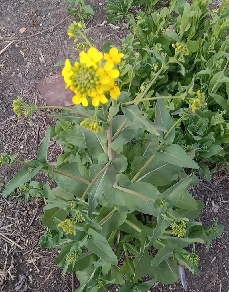 天府油668油菜种子矮杆抗病抗倒粒大油菜种籽正品原装