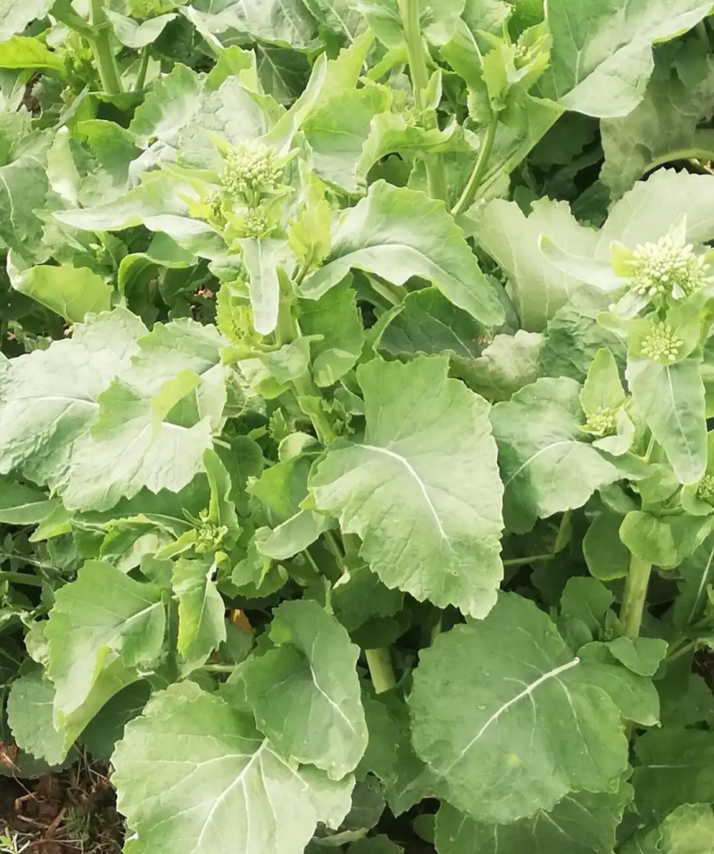 天府油668油菜种子矮杆抗病抗倒粒大油菜种籽正品原装