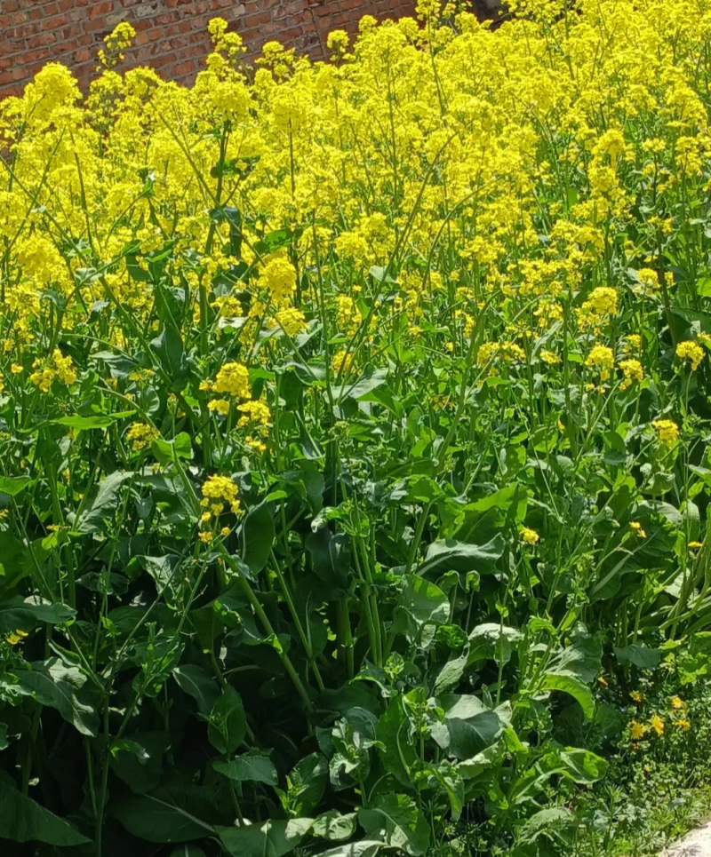 天府油668油菜种子矮杆抗病抗倒粒大油菜种籽正品原装