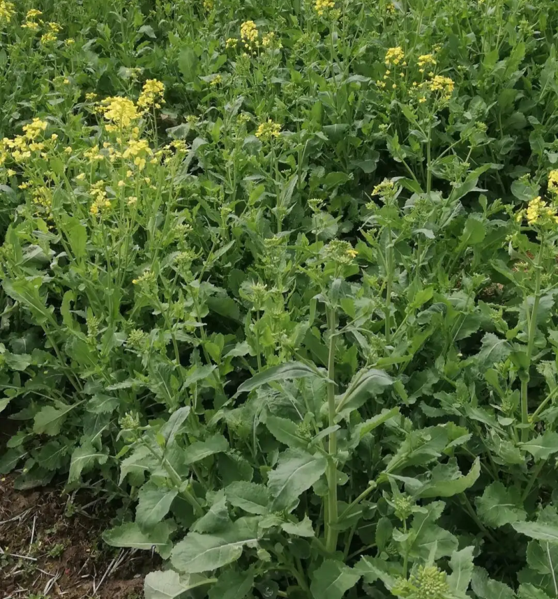 天府油668油菜种子矮杆抗病抗倒粒大油菜种籽正品原装