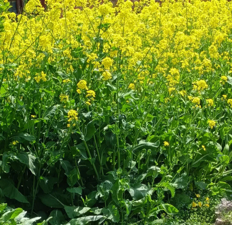 天府油668油菜种子矮杆抗病抗倒粒大油菜种籽正品原装