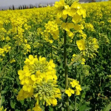 佳油1号万金油油菜种子中熟杂交甘蓝油菜种籽抗寒抗病抗裂