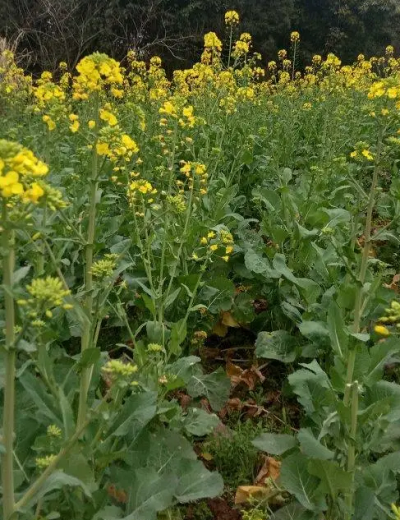 佳油1号万金油油菜种子中熟杂交甘蓝油菜种籽抗寒抗病抗裂