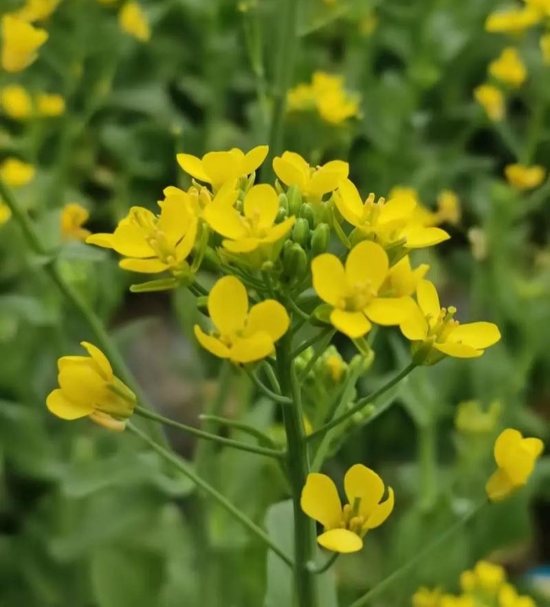 佳油1号万金油油菜种子中熟杂交甘蓝油菜种籽抗寒抗病抗裂