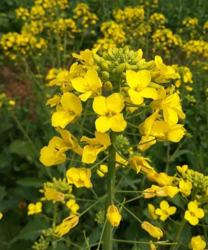 滁核杂1号油菜子甘蓝型大籽油菜籽耐寒高产高出油