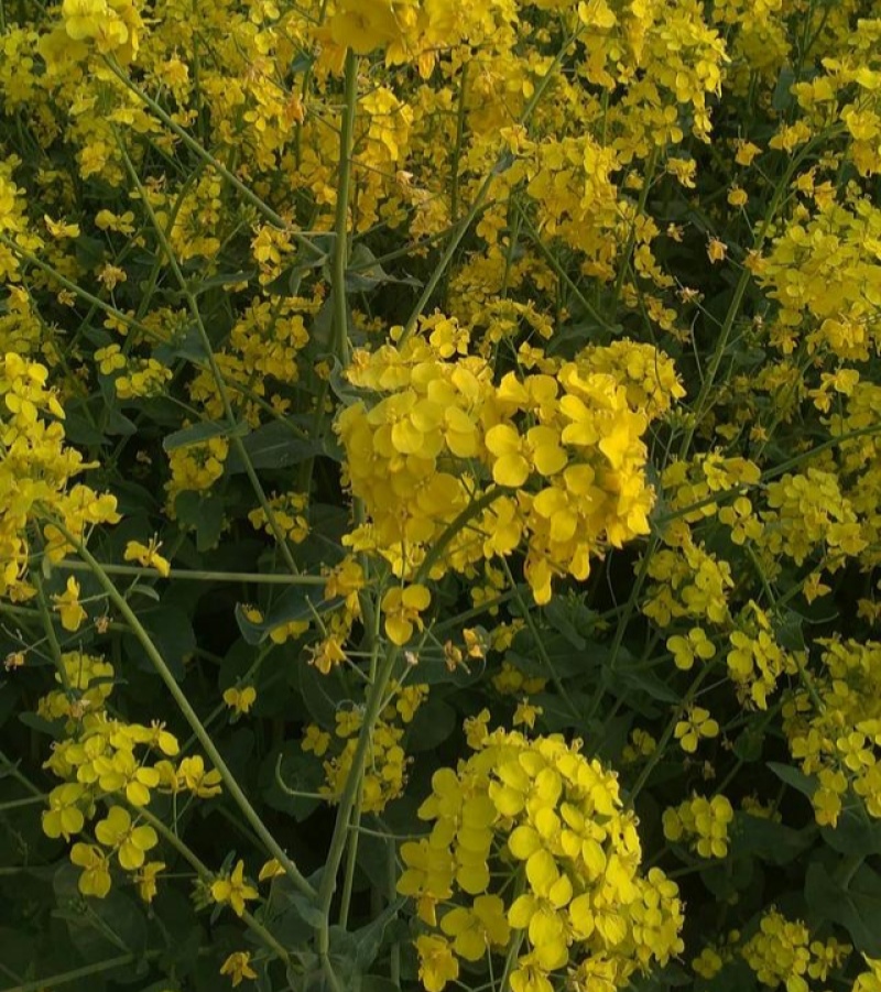 滁核杂1号油菜子甘蓝型大籽油菜籽耐寒高产高出油