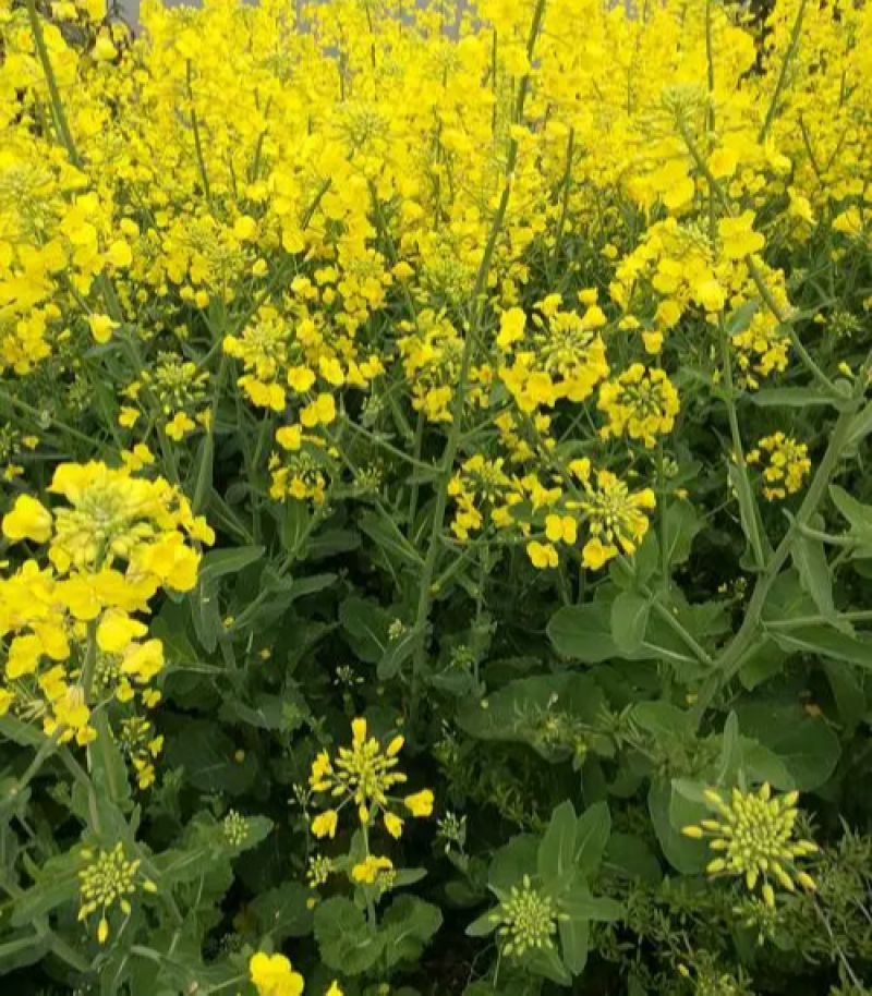 滁核杂1号油菜子甘蓝型大籽油菜籽耐寒高产高出油
