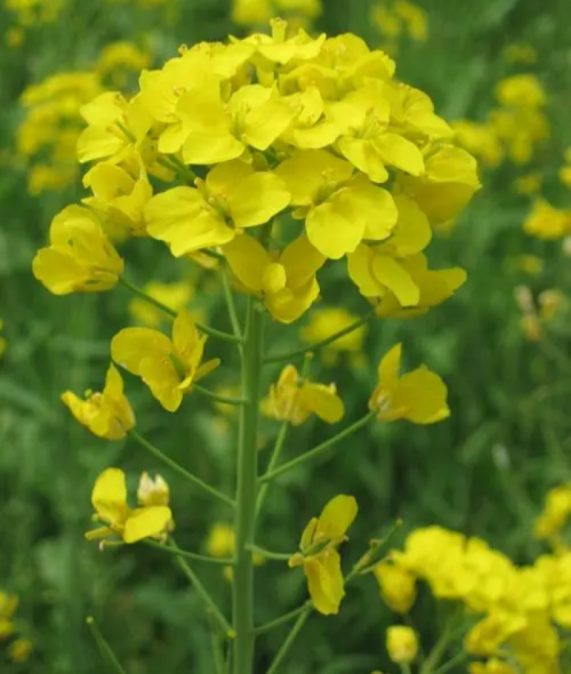 滁核杂1号油菜子甘蓝型大籽油菜籽耐寒高产高出油