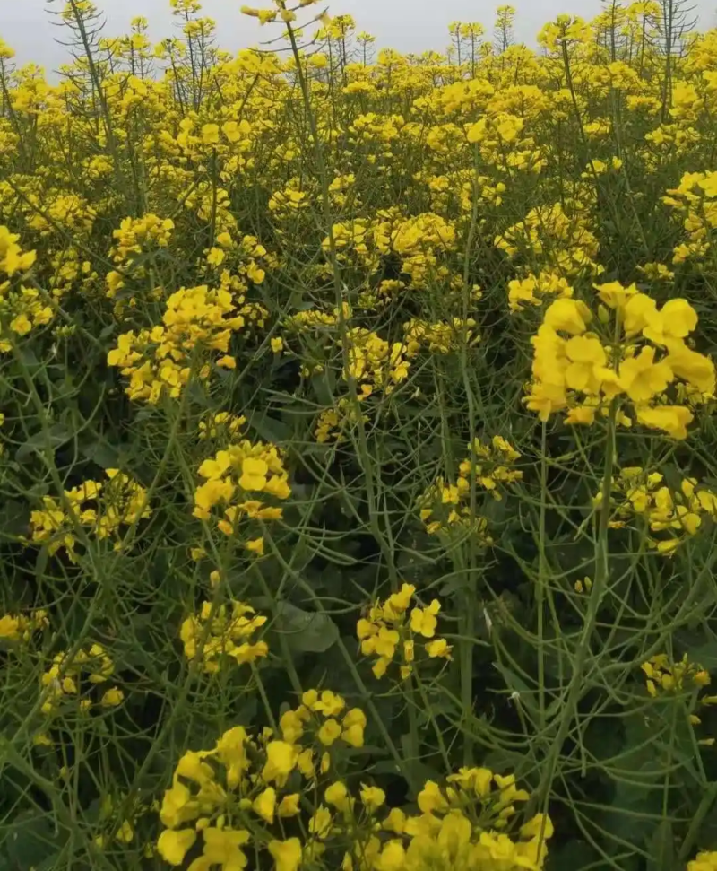 滁核杂1号油菜子甘蓝型大籽油菜籽耐寒高产高出油