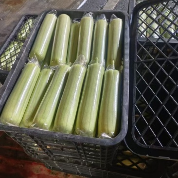 精品白玉丝瓜