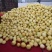 湖北红心柚熟了大量现货欢迎采购量大从优精品好柚