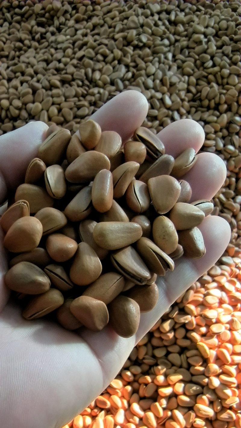 原味开口松子850粒货源充足量大从优欢迎咨询