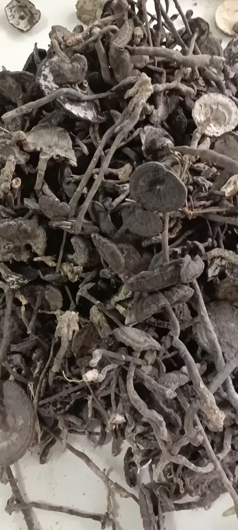 野生香血灵芝