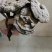野生香血灵芝
