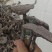 野生香血灵芝