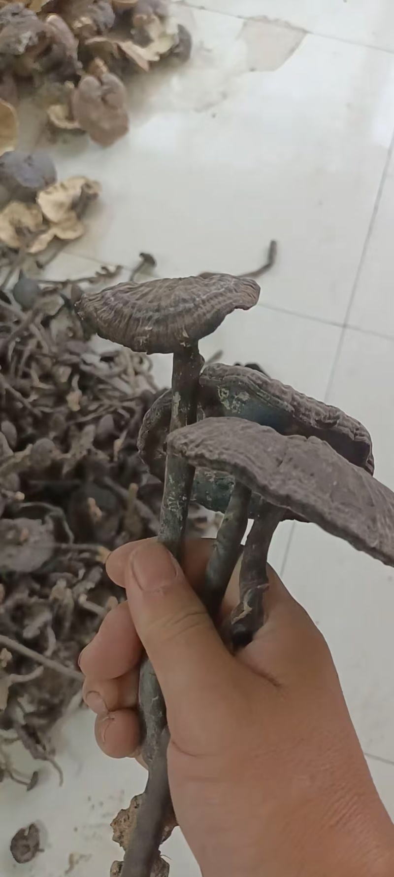 野生香血灵芝