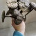 野生香血灵芝