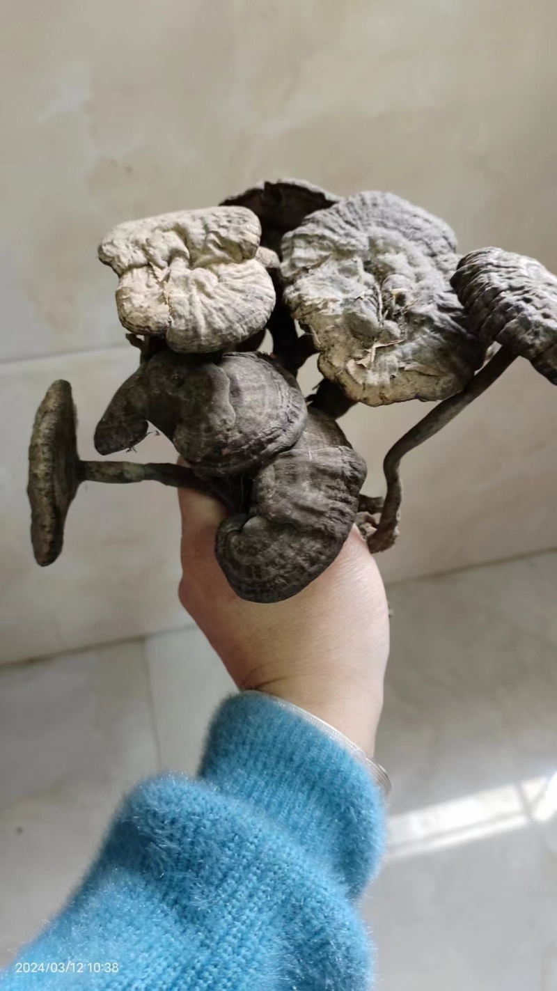 野生香血灵芝