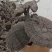 野生香血灵芝