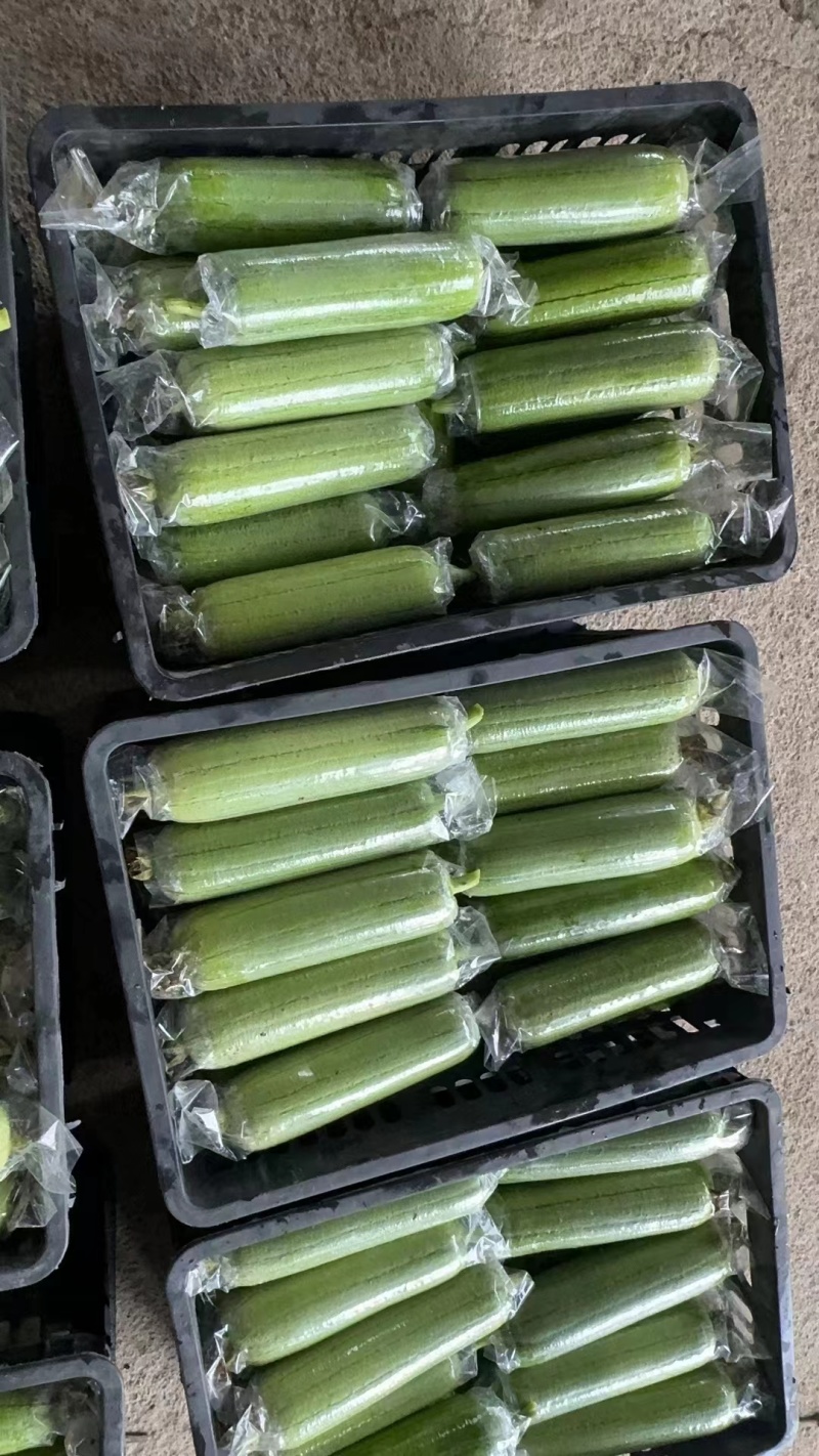 套袋水瓜丝瓜，肉丝瓜，广西水瓜之乡