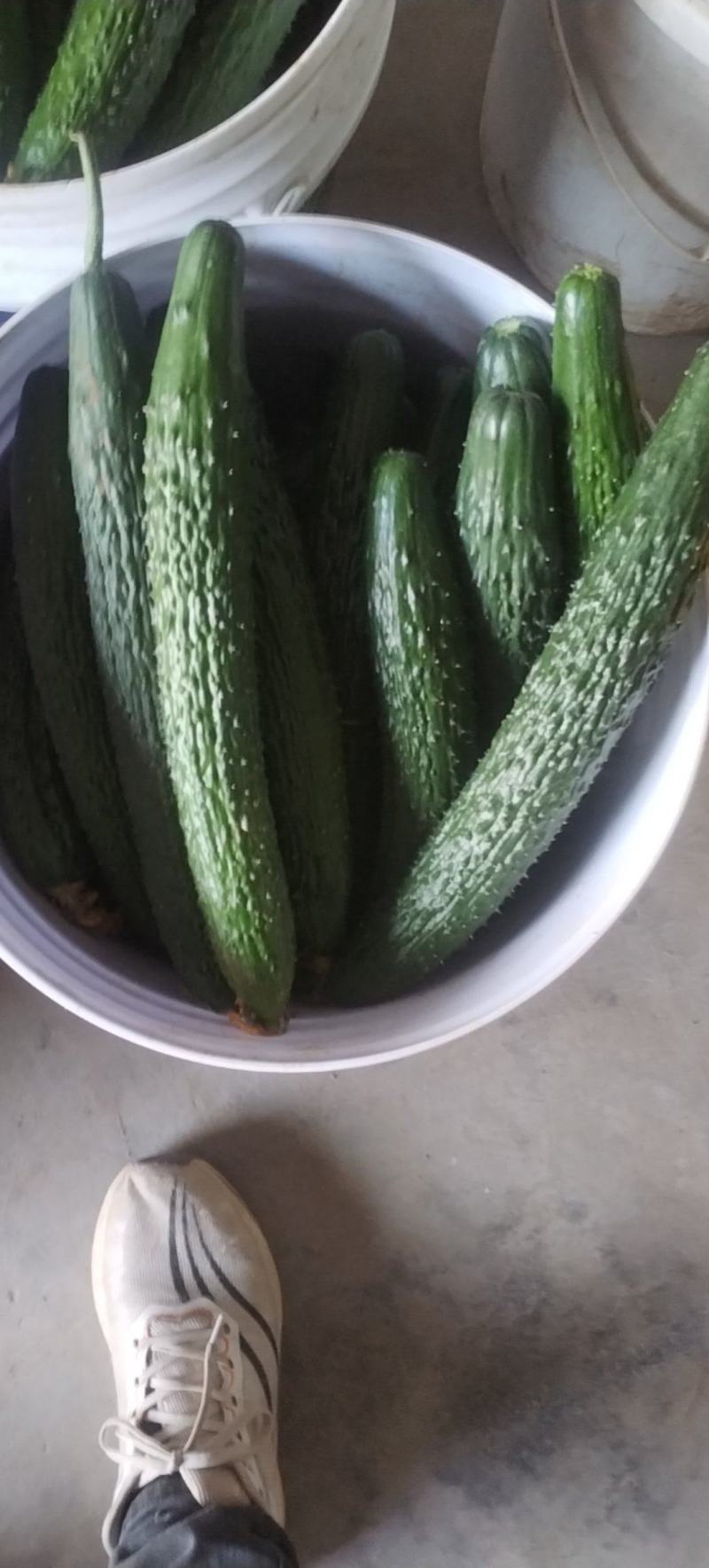 密次大黄瓜