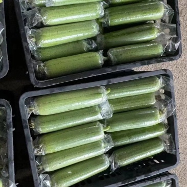 套袋水瓜丝瓜，肉丝瓜，广西水瓜之乡