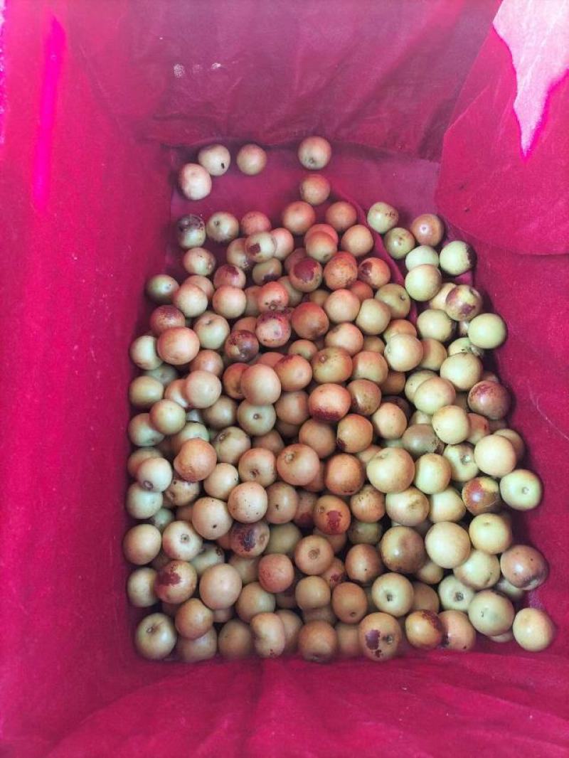 马奶枣，冬枣熟了，皮薄多汁，脆甜可口，