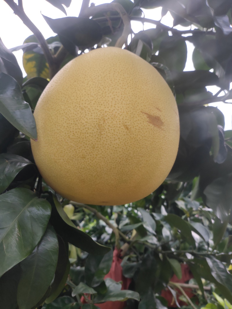 蜜柚3红蜜柚红柚白柚大量上市