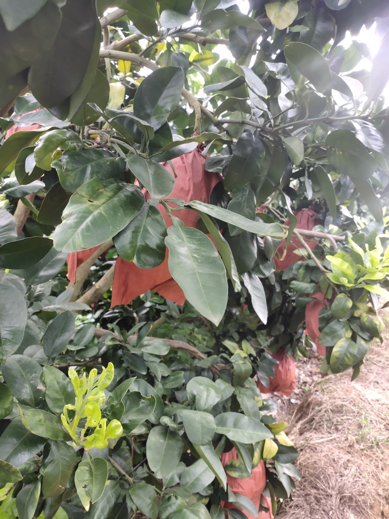 蜜柚3红蜜柚红柚白柚大量上市
