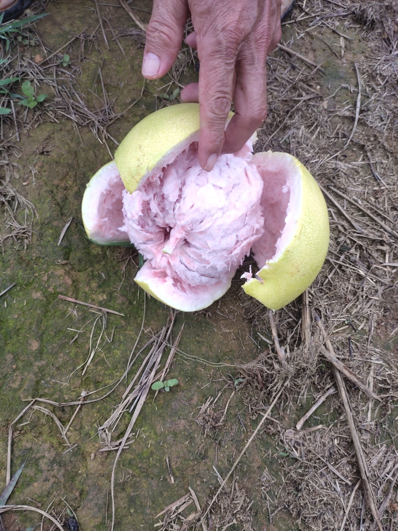 蜜柚3红蜜柚红柚白柚大量上市
