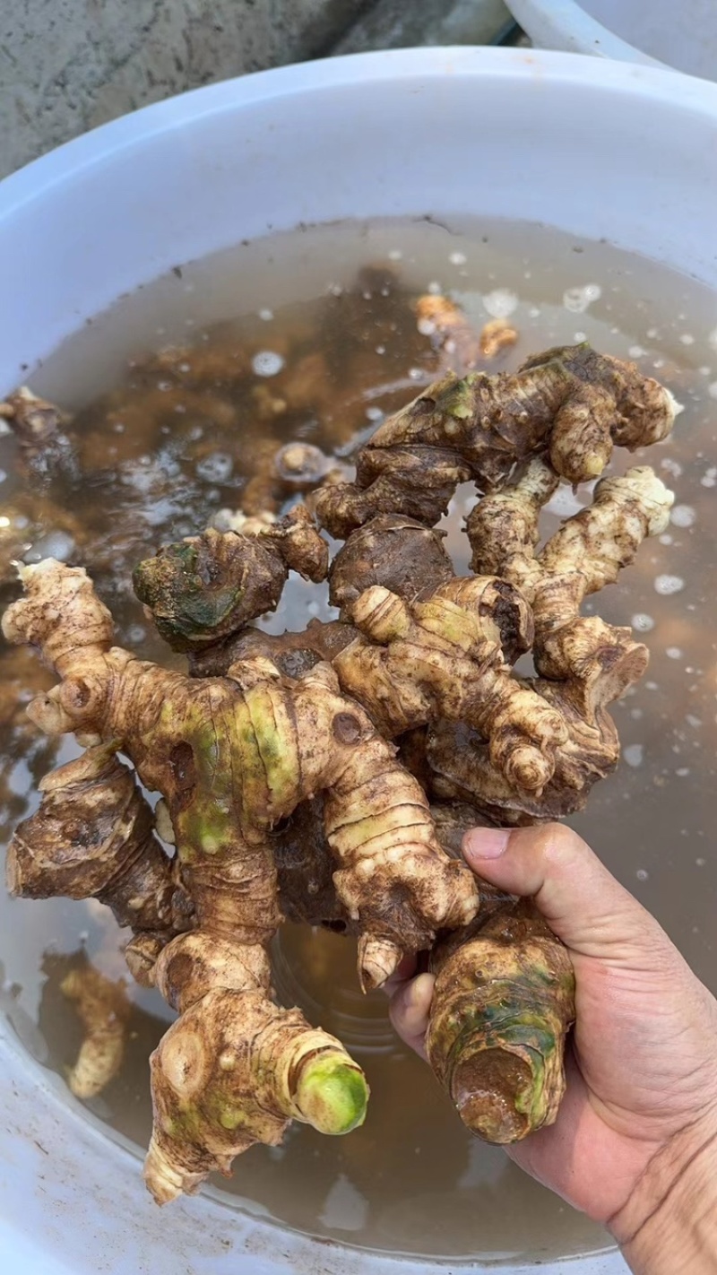 四川精品鸡头黄精，产地一手货源，规格多样可选量大从优