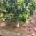 蜜柚3红蜜柚红柚白柚大量上市