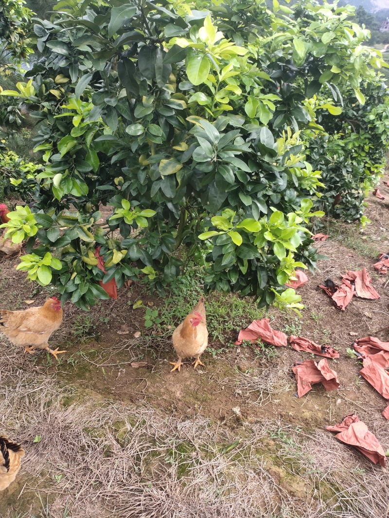 蜜柚3红蜜柚红柚白柚大量上市