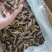 蚂蚱蝗虫批发新鲜烧烤昆虫油炸高蛋白蚱蜢新鲜活冻蚂蚱