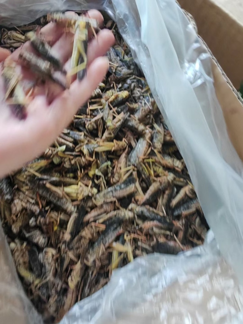 蚂蚱蝗虫批发新鲜烧烤昆虫油炸高蛋白蚱蜢新鲜活冻蚂蚱